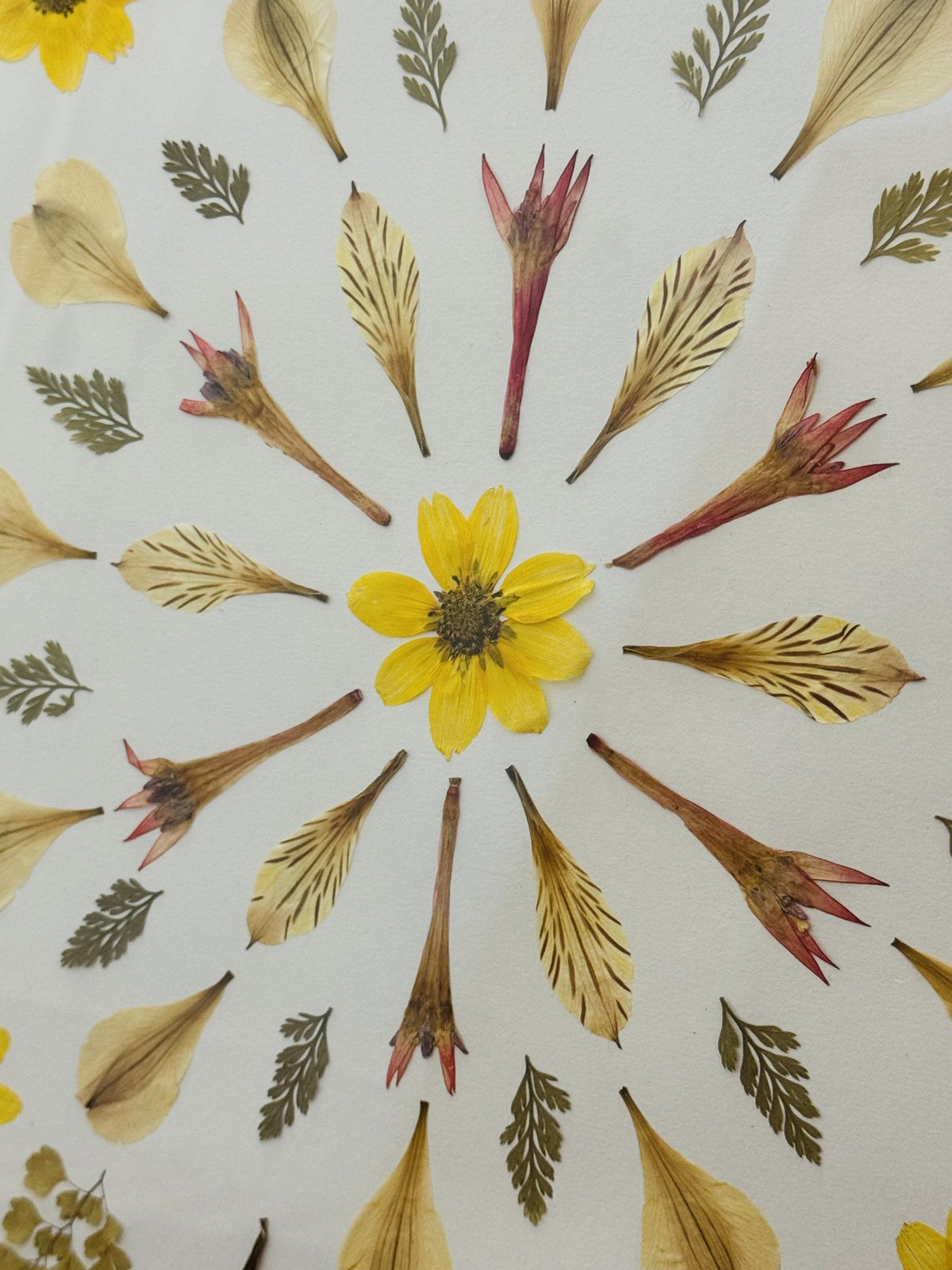 Bidens Mandala