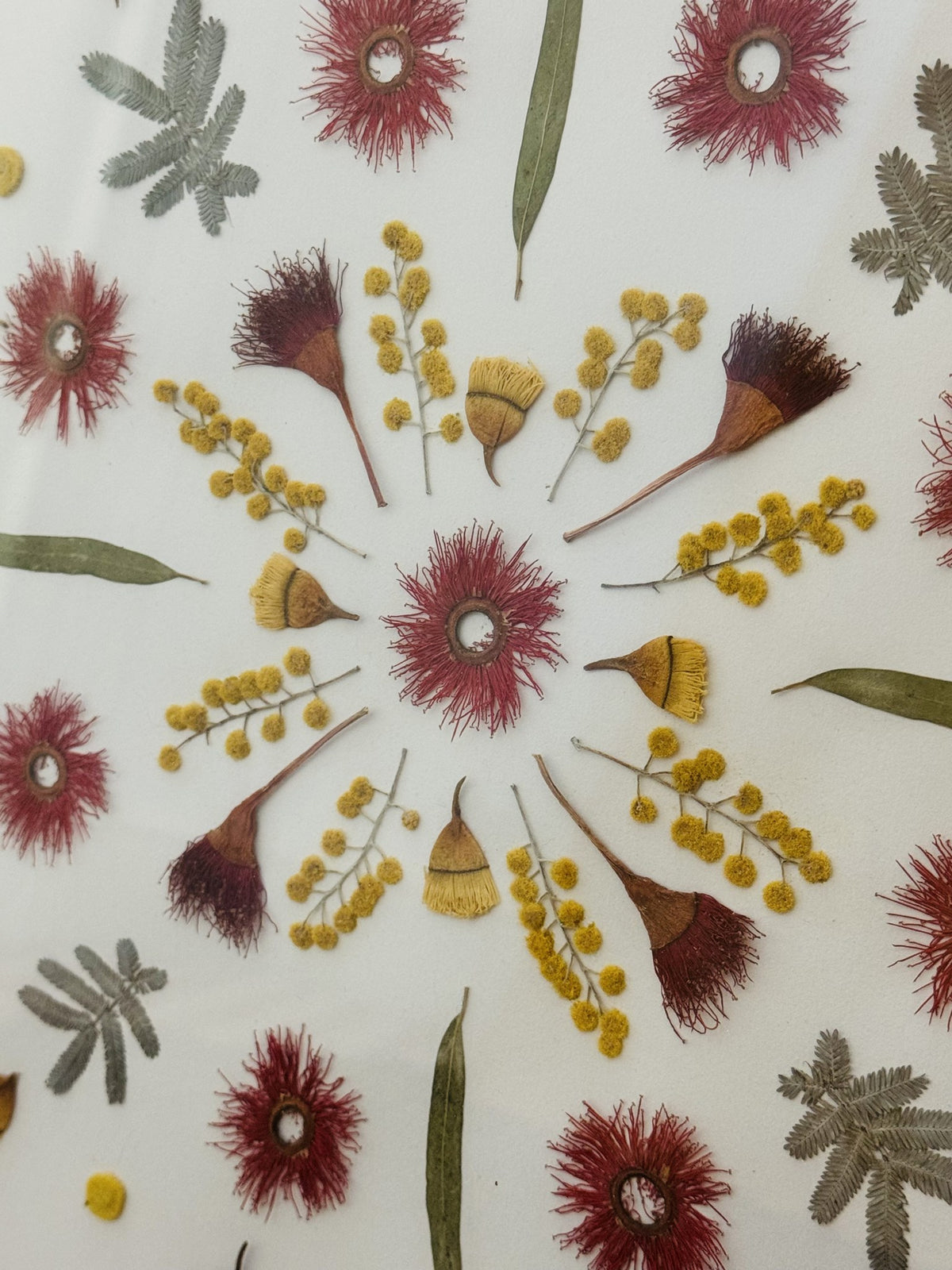 Eucalyptus Mandala